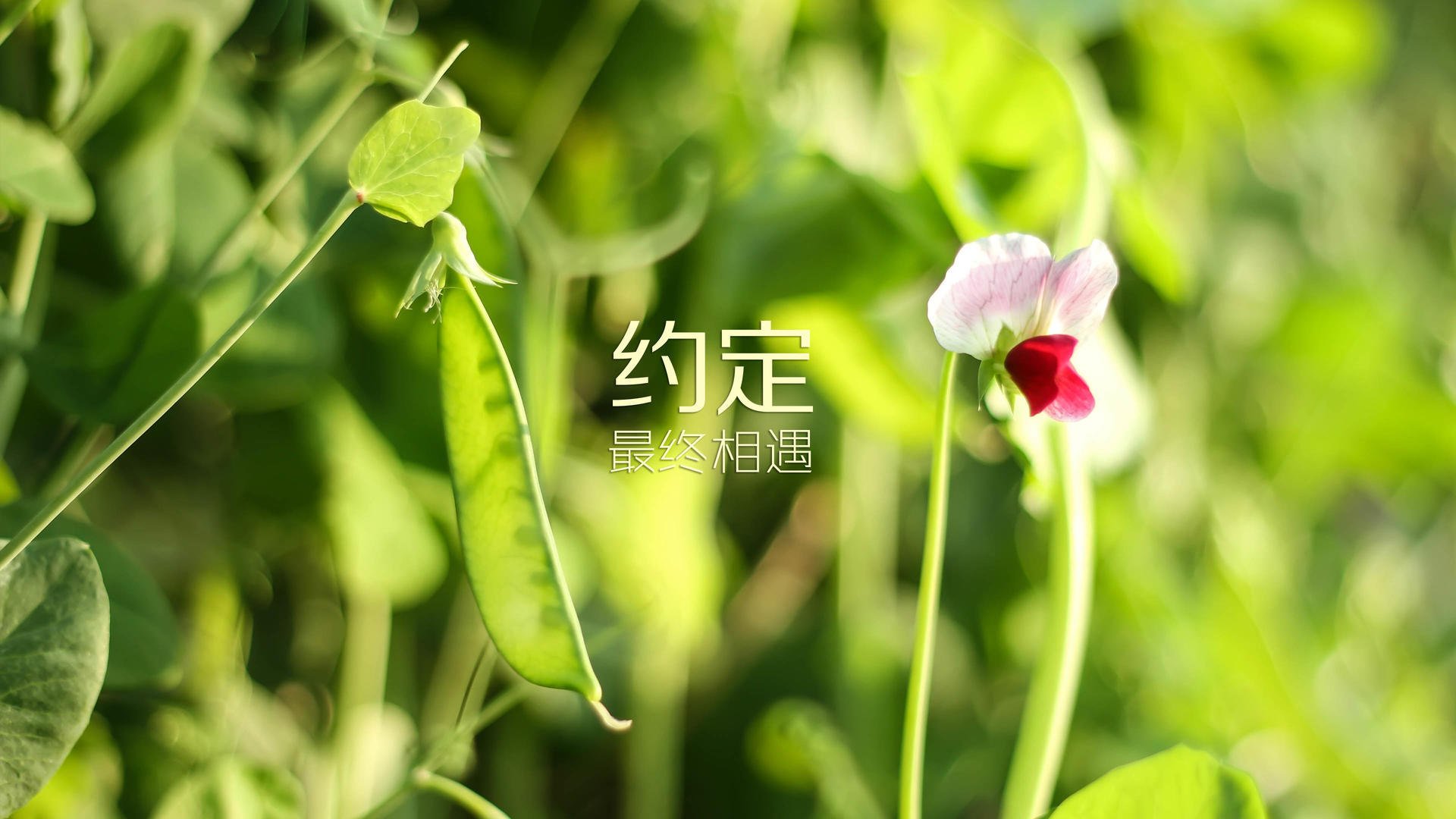九游娱乐-女足比赛团队精神凝聚力，战胜对手信心十足，女足精神视频