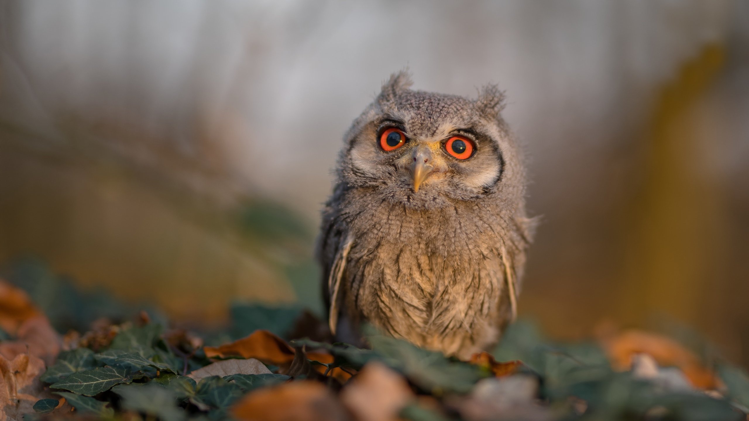 世界青少年马术表演比赛展现中国风采,中国马术青少年u系列赛