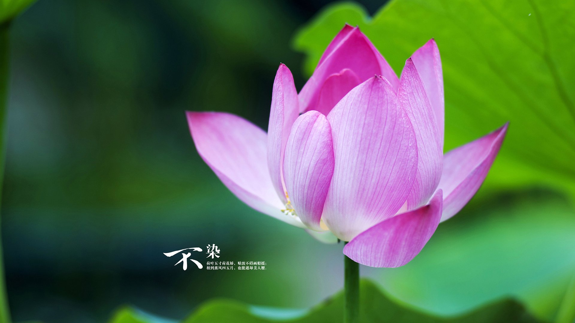 九游网游官网-美国队未来发展：如何通过调整选手战术打法应对国际挑战，美国队站位