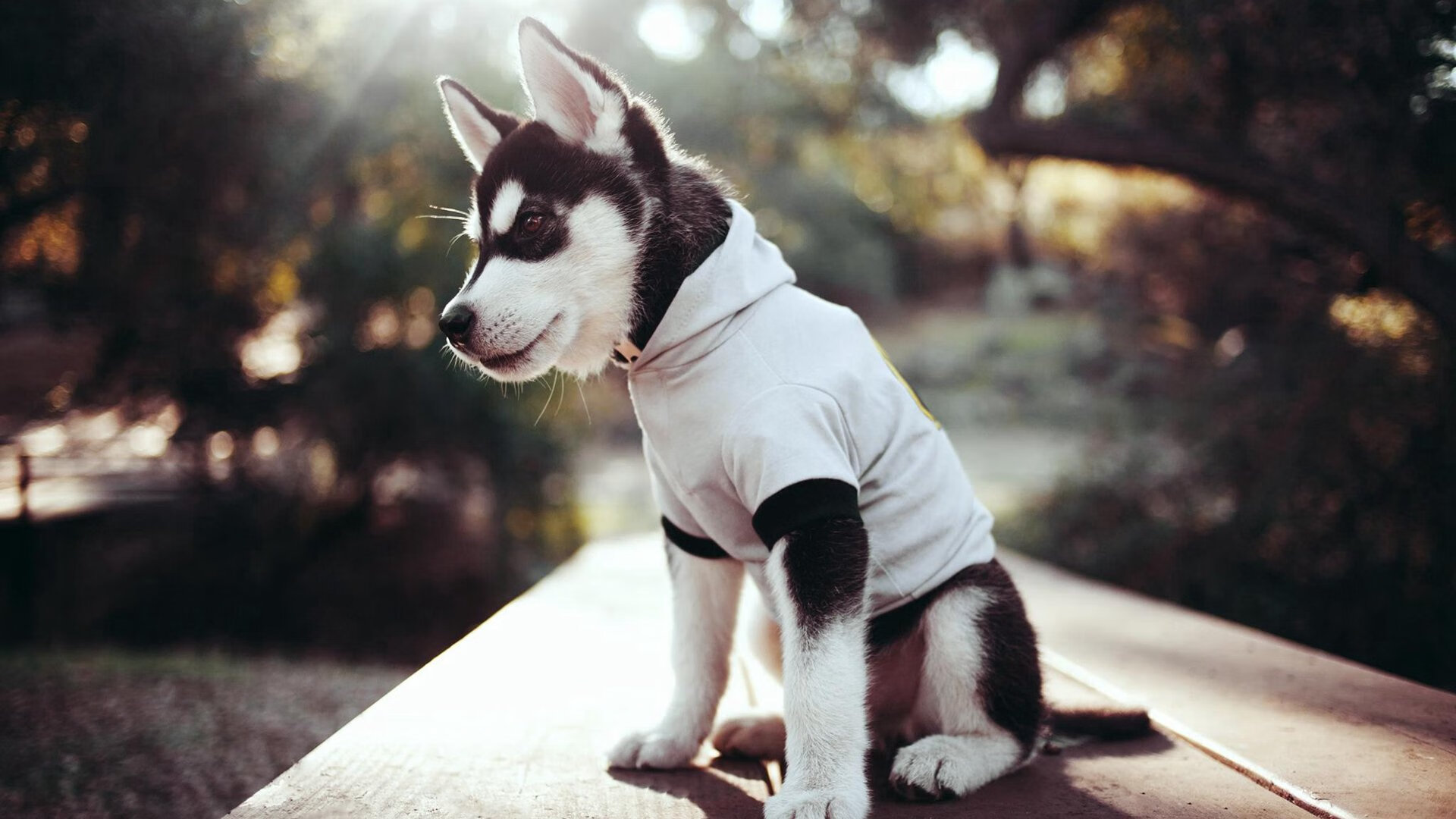 自由泳双姝配合默契摘金,双人自由泳