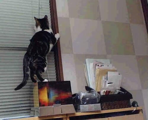 “费尔南多·比亚尔巴的全面进攻技术，展现阿根廷橄榄球的强大潜力”