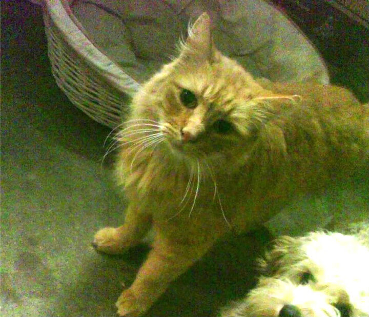 体育新闻中心公布冰上项目裁判注册制度改革试点，冰上运动协会