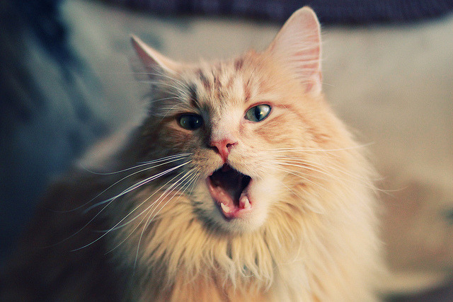 法甲青训崛起：新星闪耀，未来无限！，法甲球队介绍