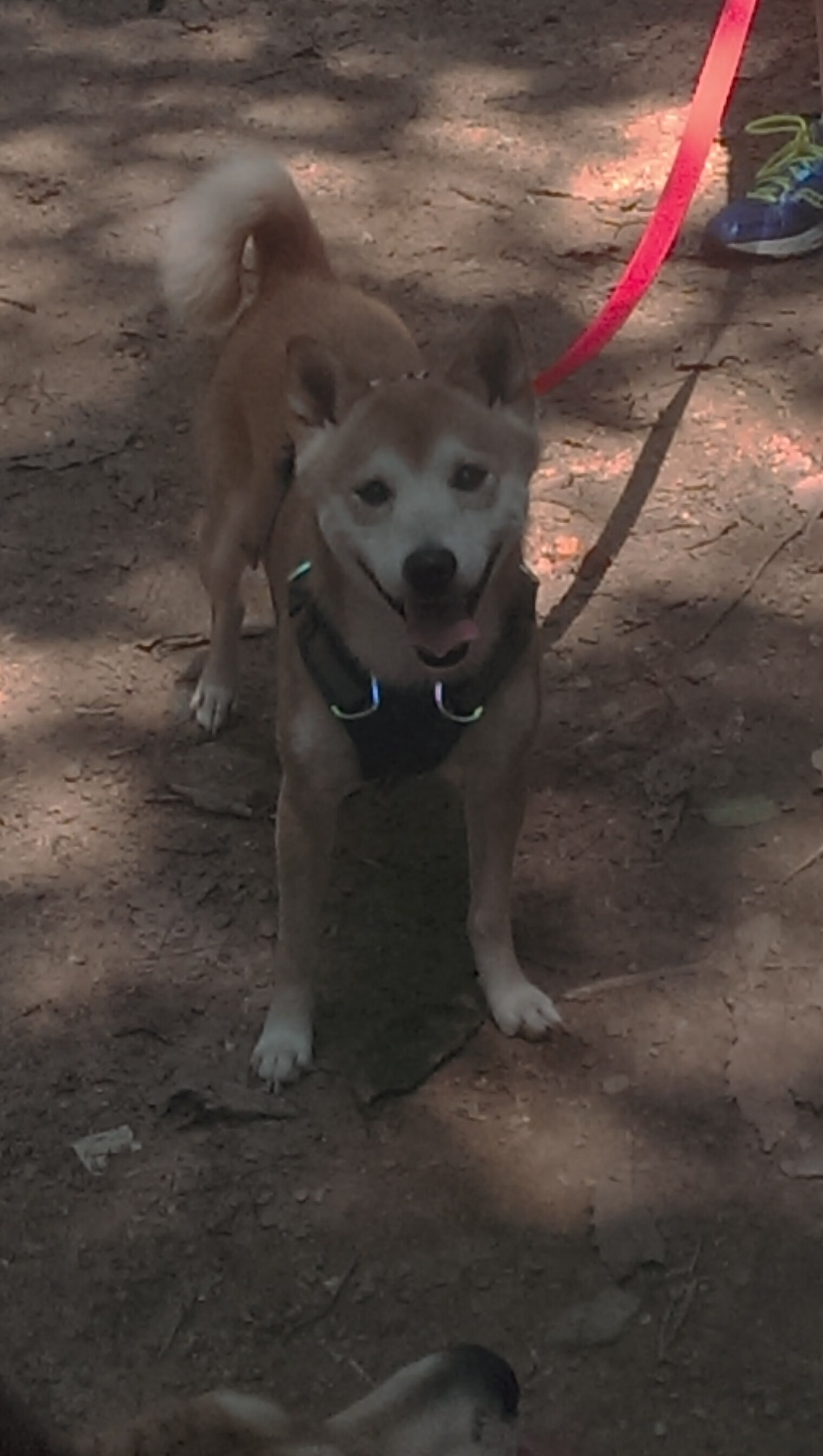 詹姆斯·奥康纳的比赛视野与决策力,成袋鼠队胜负关键,詹姆斯和奥胖跳舞