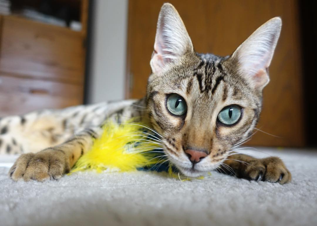 九游网页版官网-麦金托什泳姿流畅，动作精准，麦金托什是哪国人