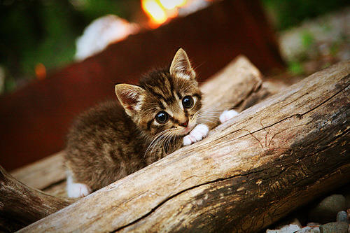 麦金托什泳姿流畅,动作精准,麦金托什是哪国人